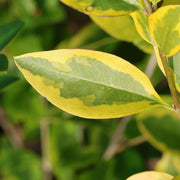 Ligustrum oval aureum
