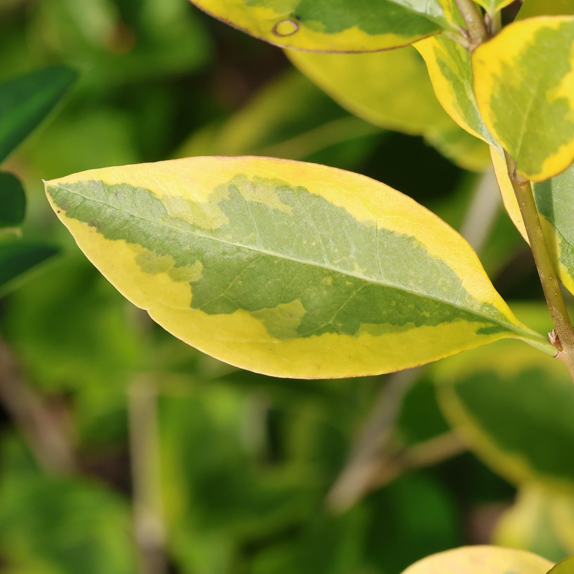 Buy Ligustrum oval aureum Plants - 3L Pots Delivered