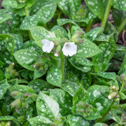 Pulmonaria off. 'Sissingh. White'