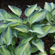 Hosta 'June'
