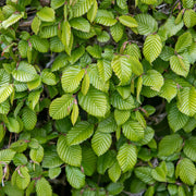 Carpinus betulus