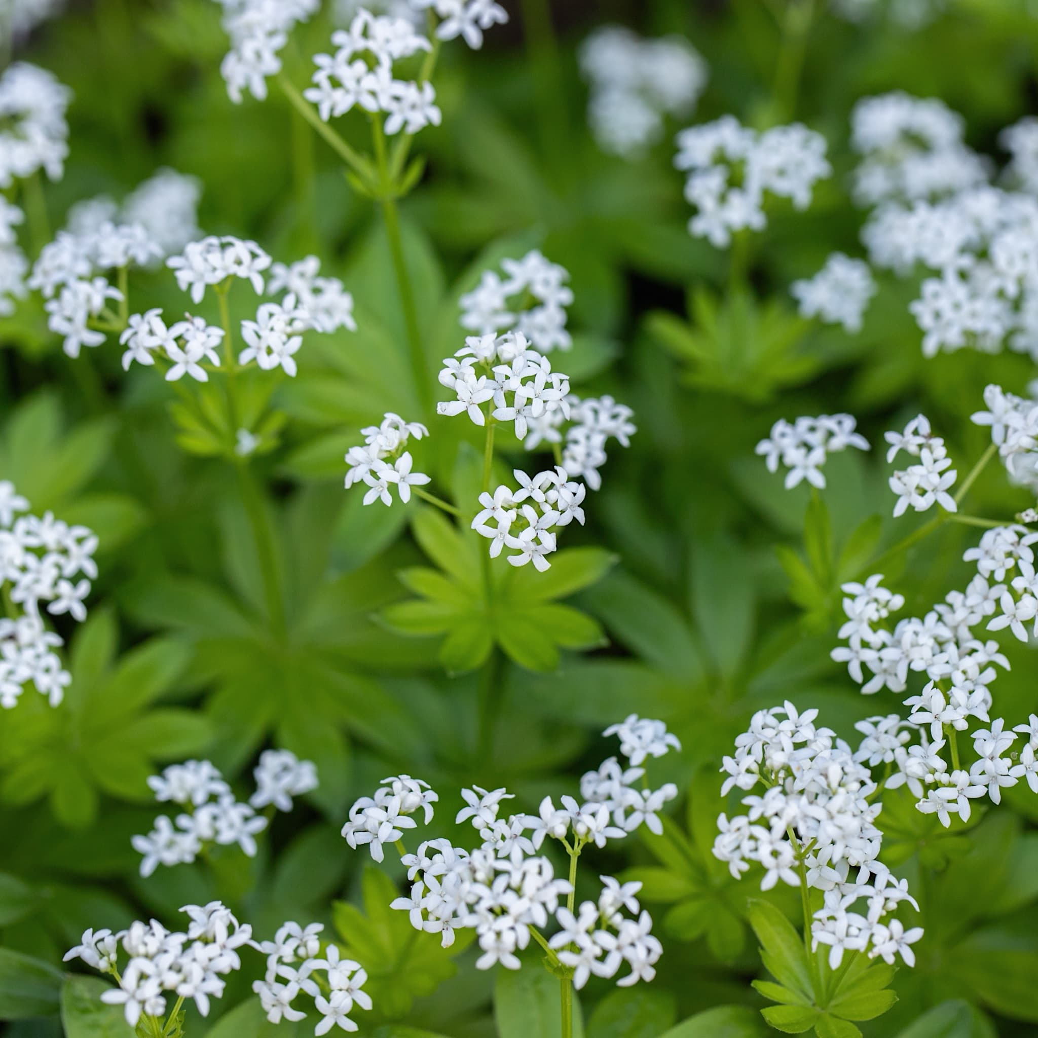 Galium odoratum