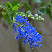 Ceanothus 'Italian Skies'