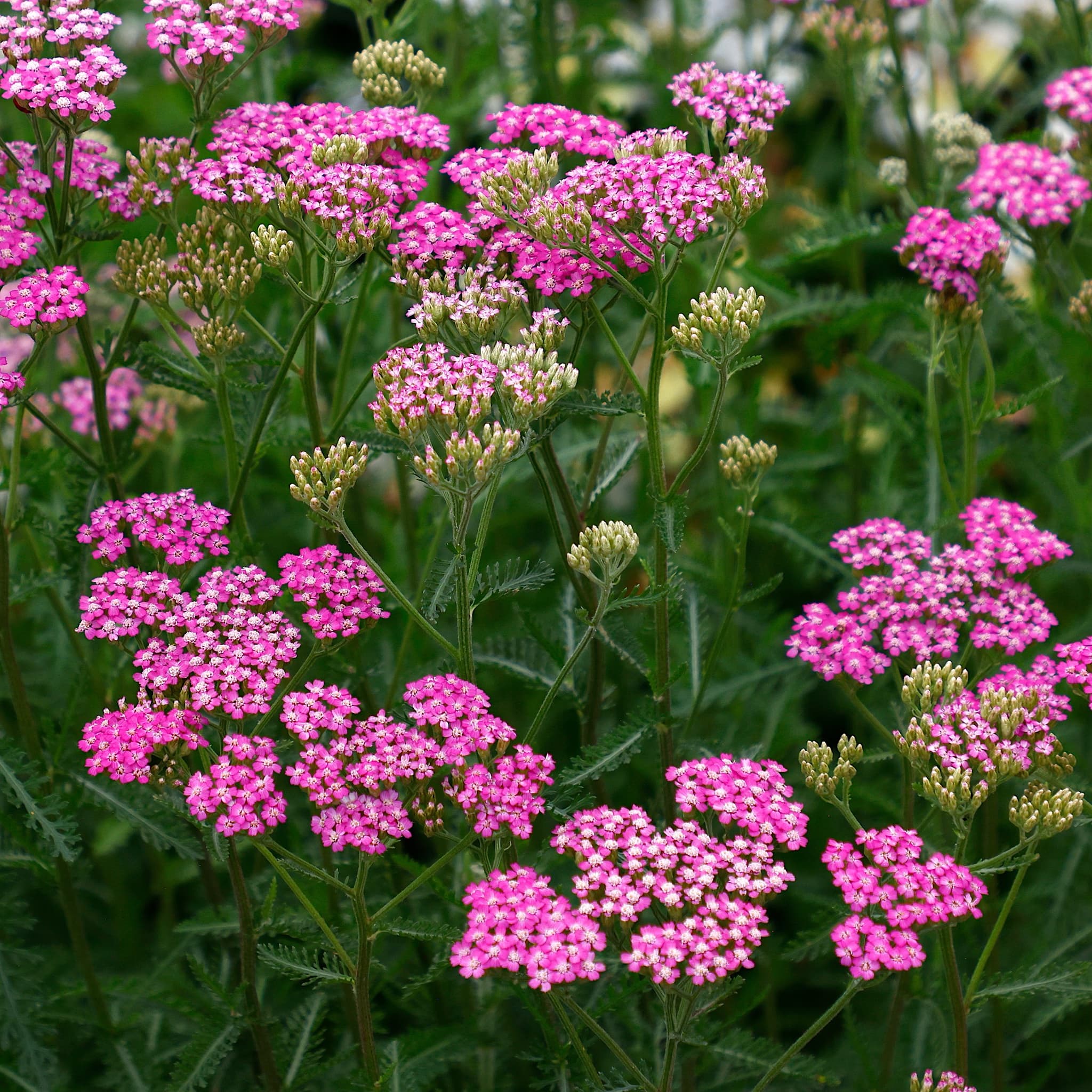 Achillea mill. 'Cerise Queen'