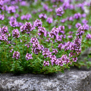 Thymus vulgaris