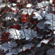 Heuchera 'Plum Pudding'