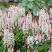 Tiarella 'Spring Symphony'