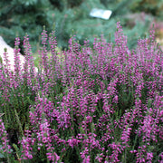 Calluna vulg. 'Darkness'