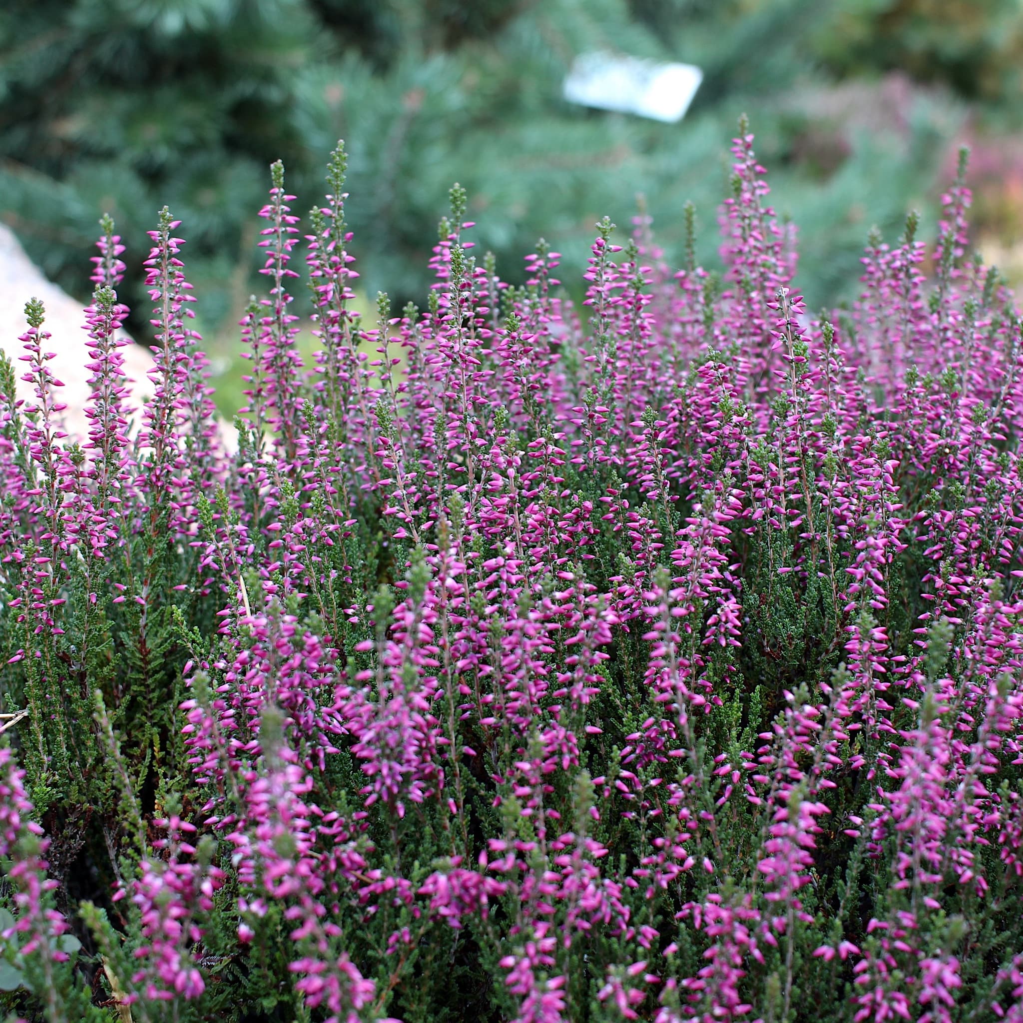 Calluna vulg. 'Darkness'
