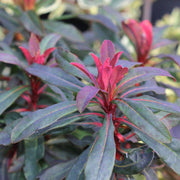 Euphorbia amygd. 'Purpurea'