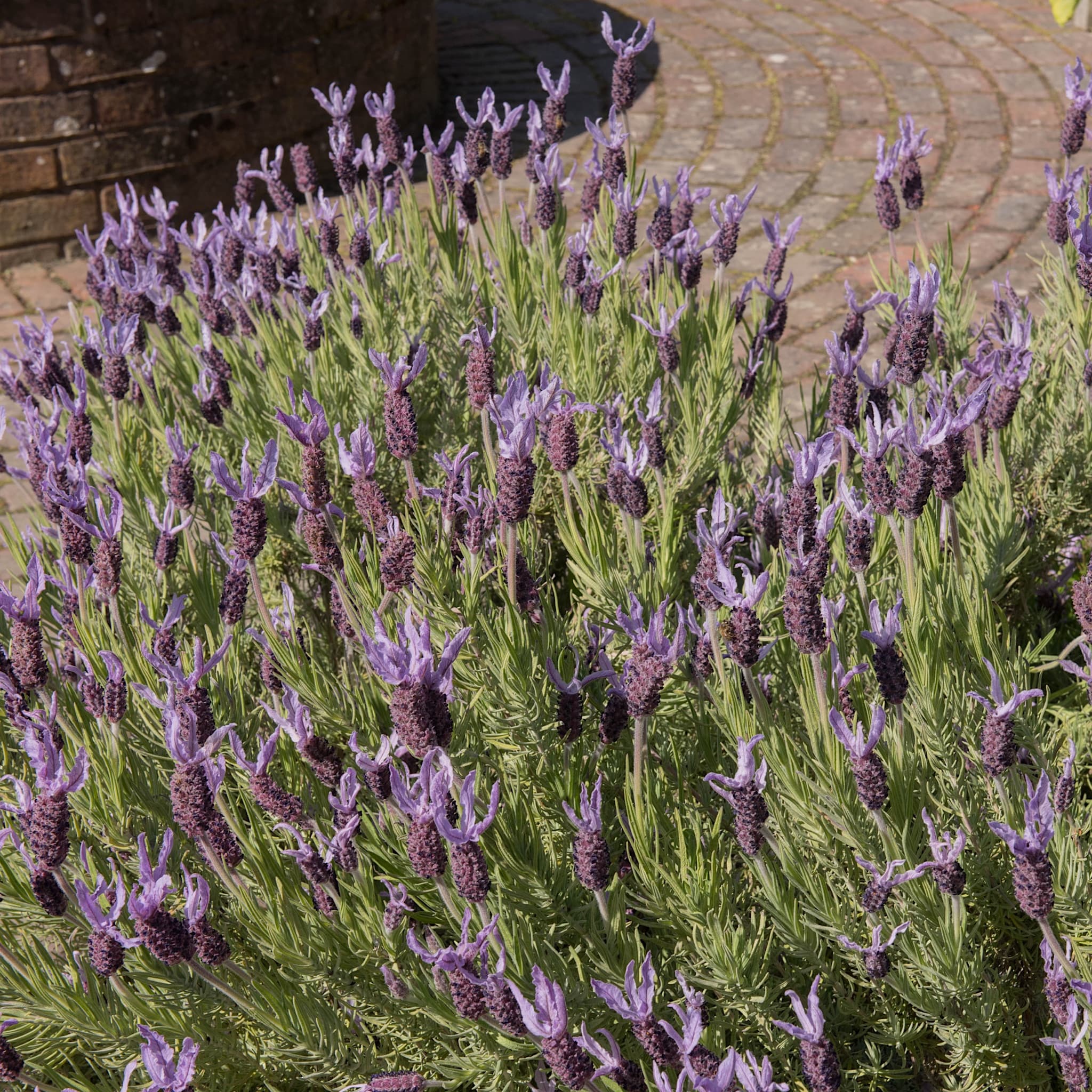 Buy Lavandula Sto Victory Plants 2L Pots Delivered Horticulture buy-lavandula-sto-victory-plants-2l-pots-delivered-horticulture