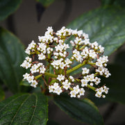 Viburnum davidii