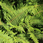 Polystichum setiferum