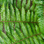 Polystichum polyblepharum