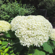 Hydrangea arbor. 'Annabelle'