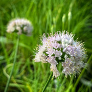 Allium 'Summer Beauty'