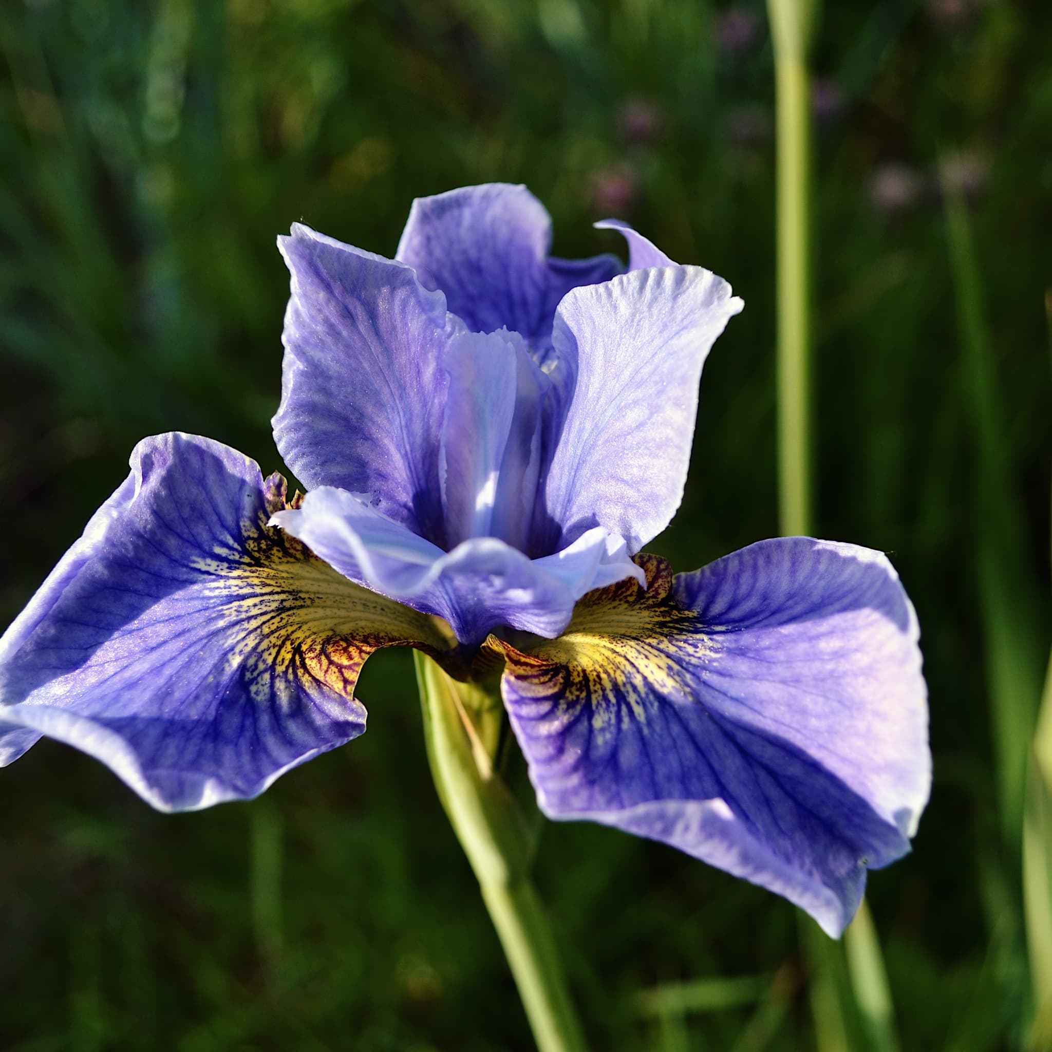 Iris sib. 'Ruffled Velvet'