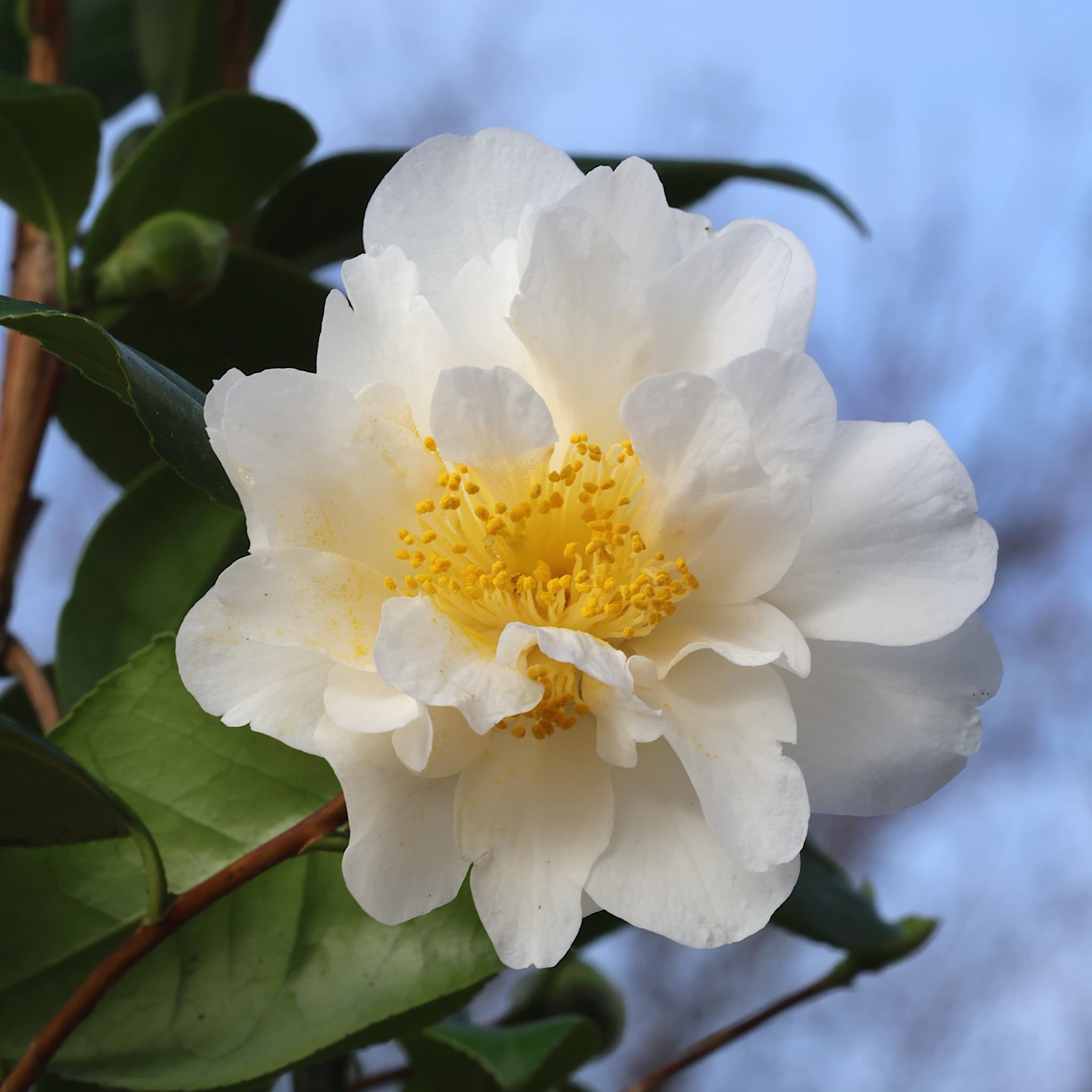 Camellia jap. 'Silver Anniversary'