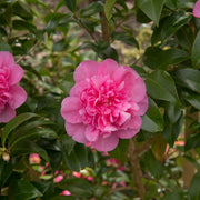 Camellia will. 'Debbie'