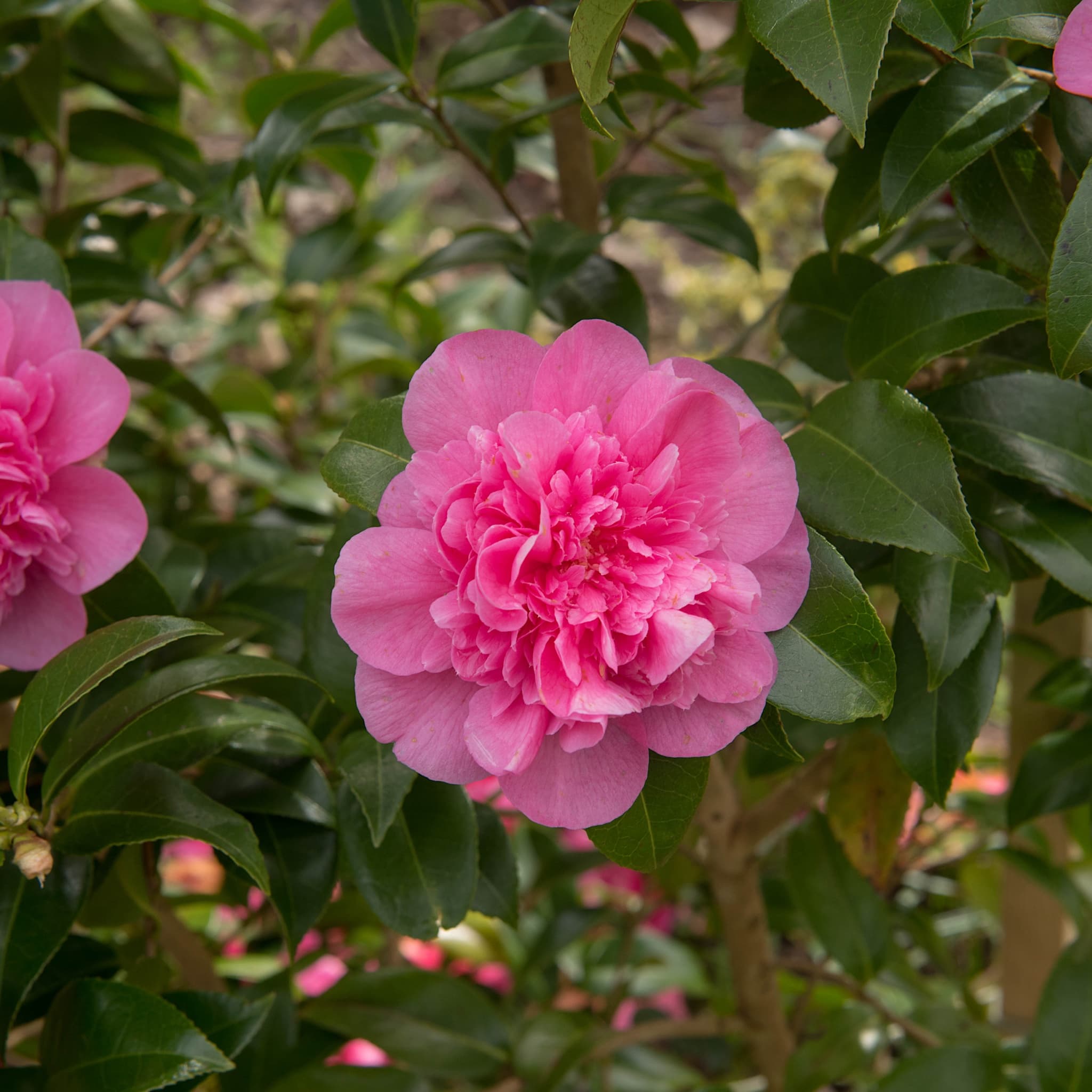 Camellia will. 'Debbie'