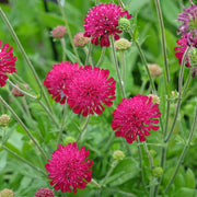Knautia macedonica
