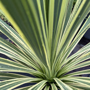 Cordyline 'Variegata'