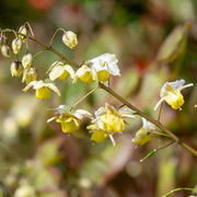 Epimedium perra. 'Frohnleiten'
