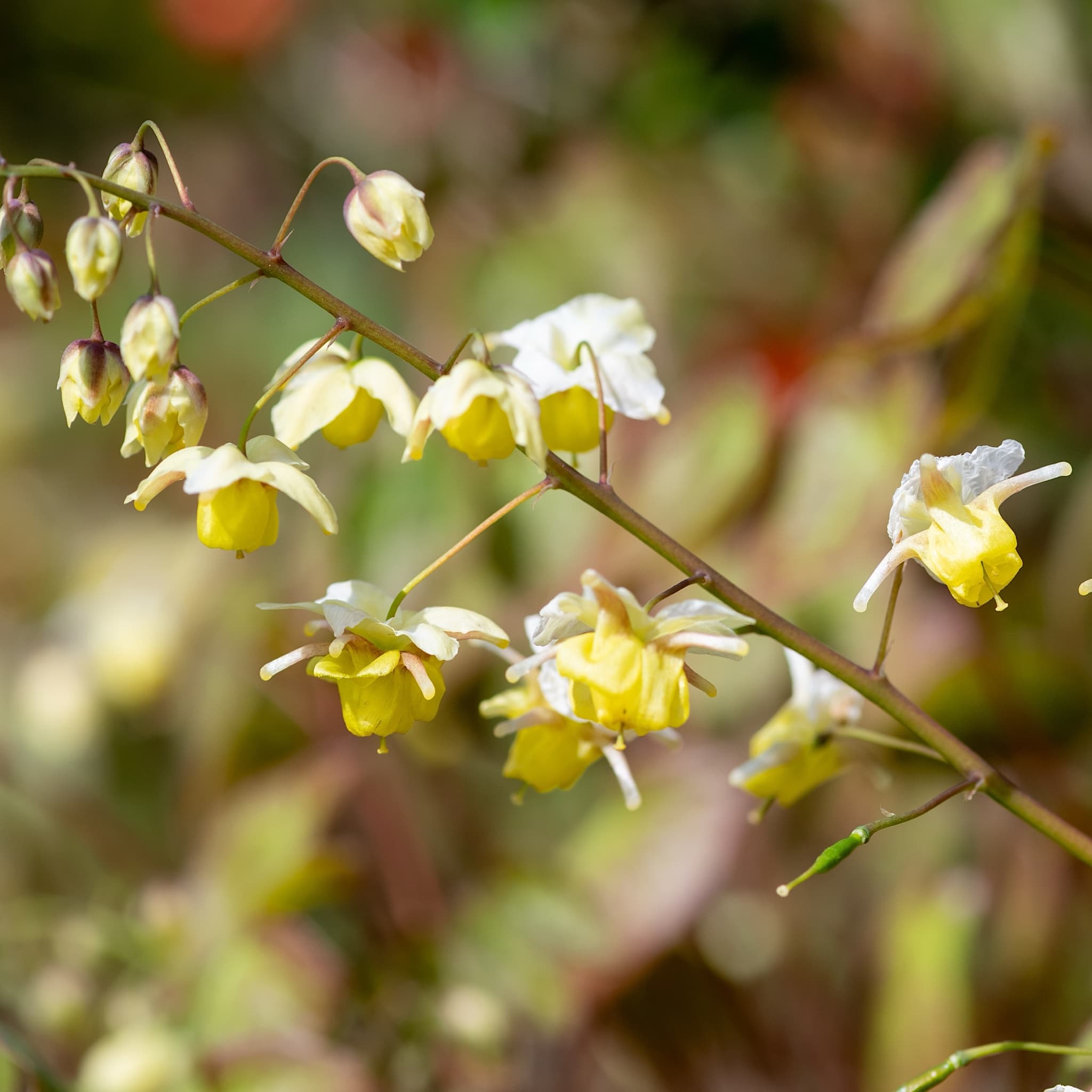Epimedium perra. 'Frohnleiten'