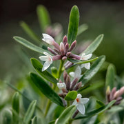Daphne 'Eternal Fragrance'