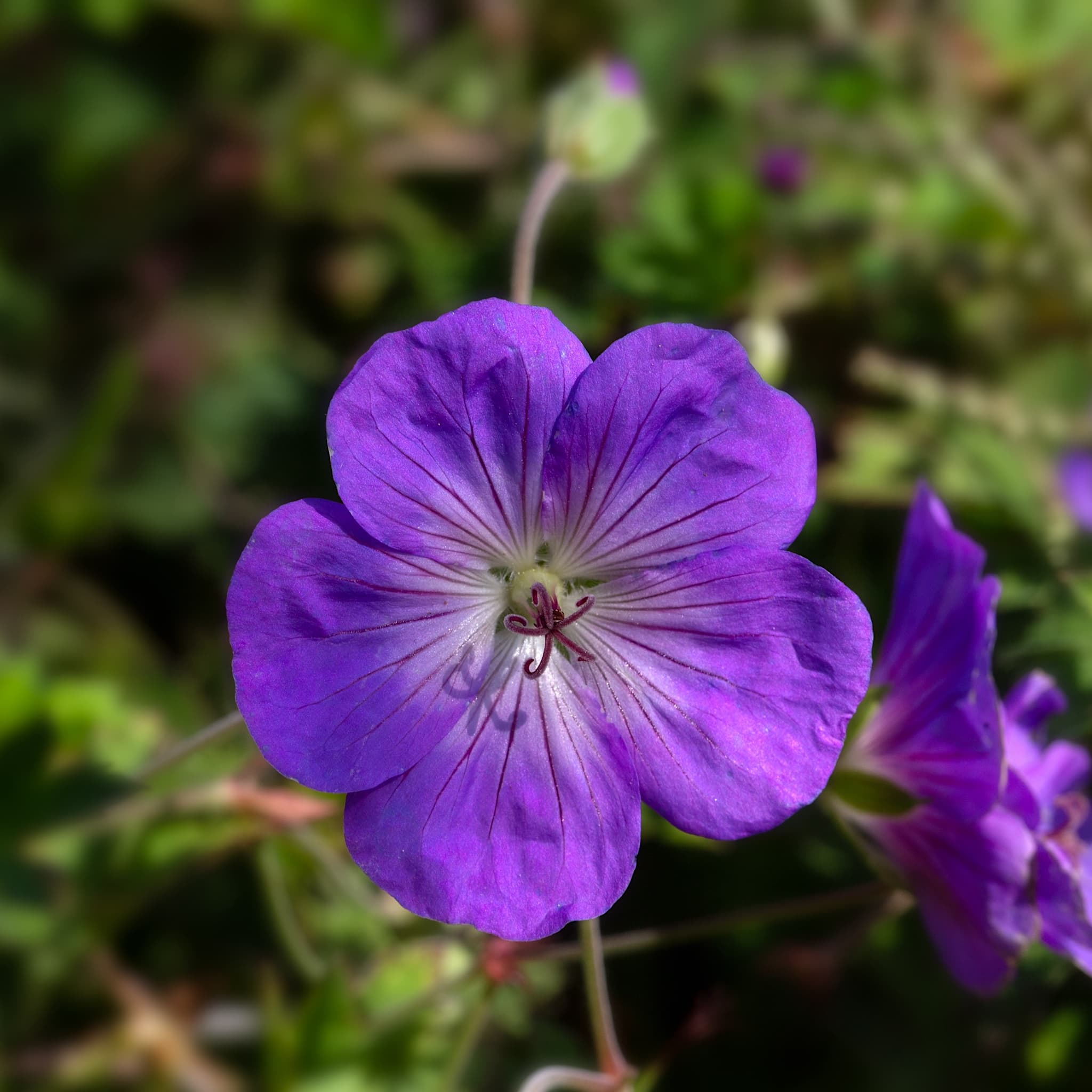 Geranium 'Azure Rush'