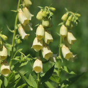 Digitalis grandiflora