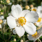 Anemone hybr. 'Honorine Jobert'