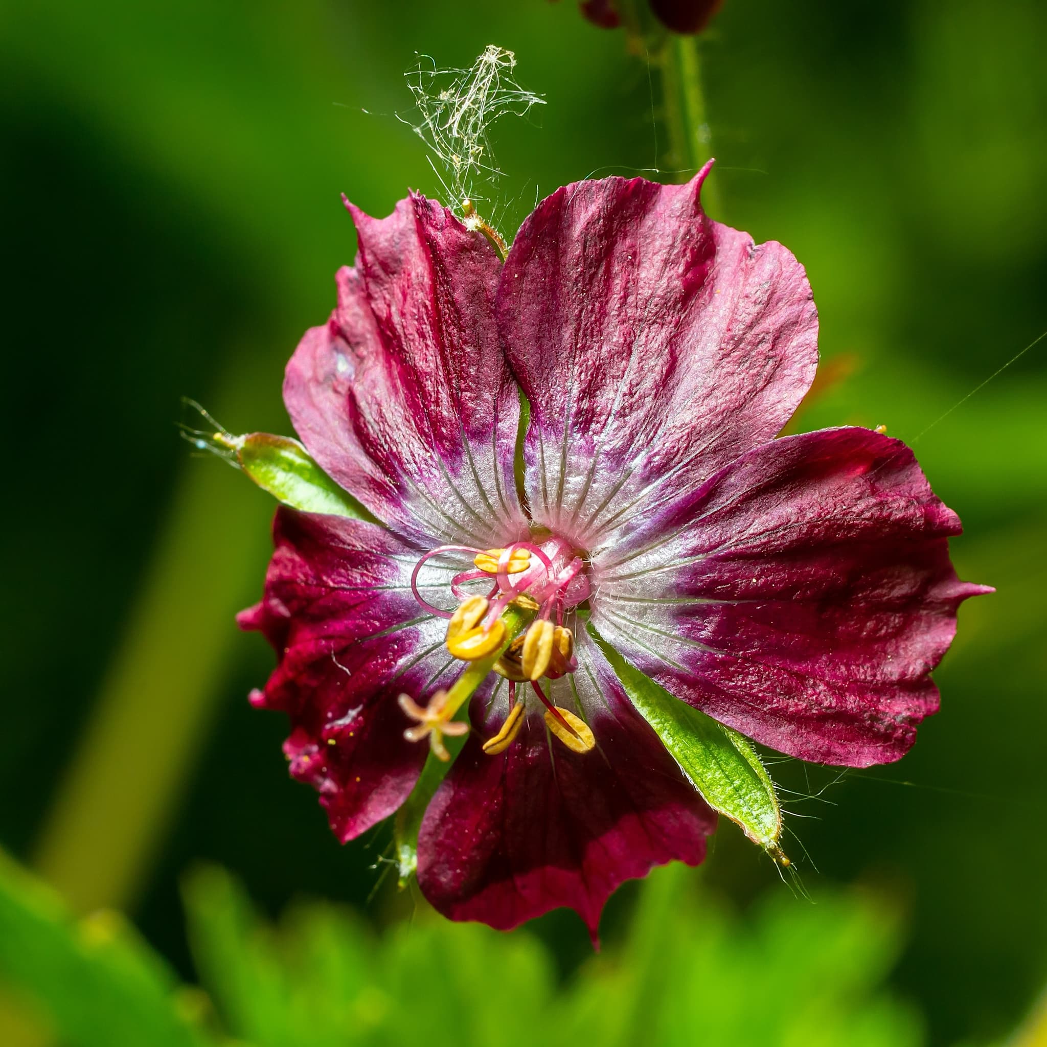 Geranium phaeum (Dark Pink)