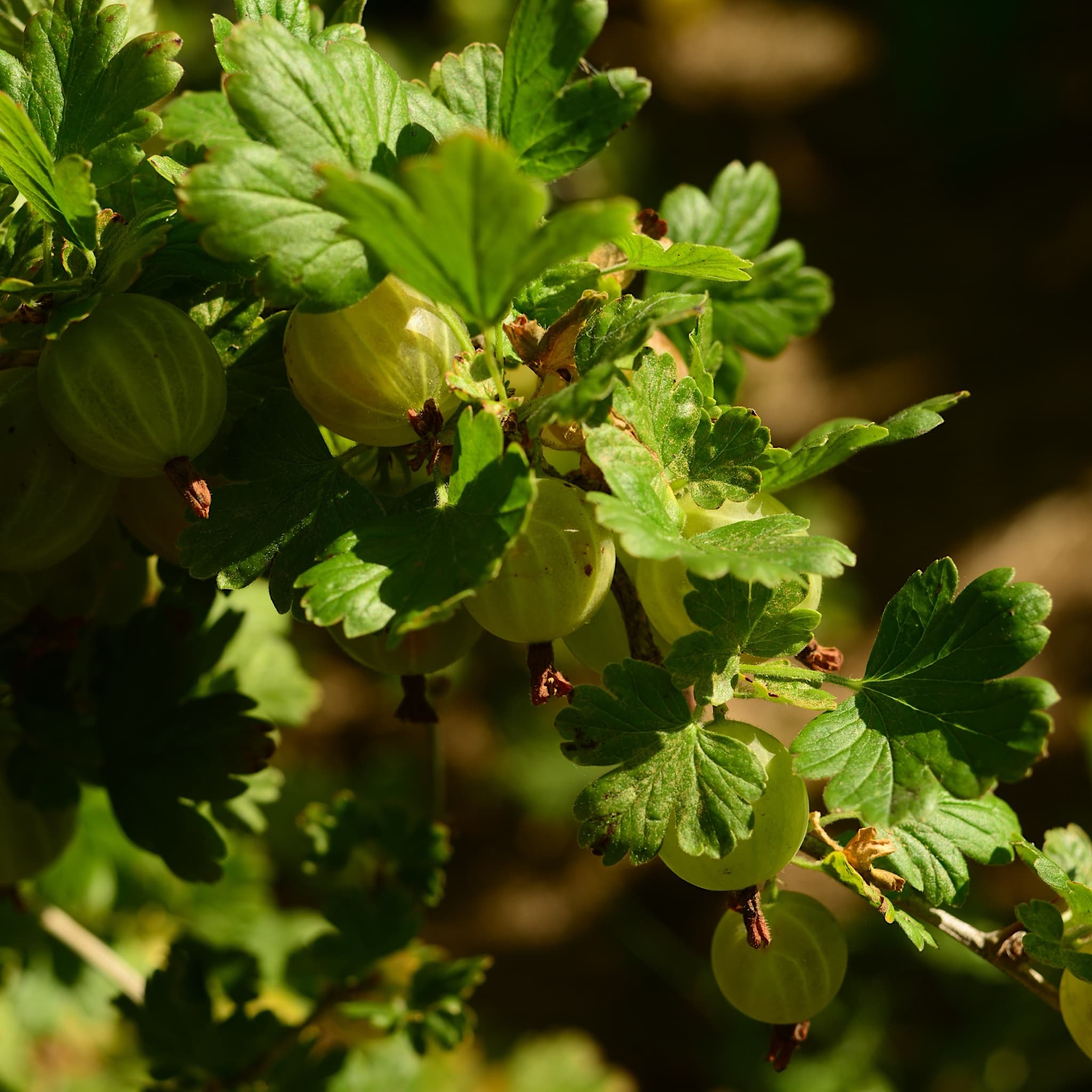 Ribes uva-crispa 'Hinnonmaki Yellow'