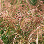 Miscanthus sin. 'Red Chief'