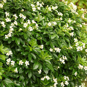 Choisya ternata