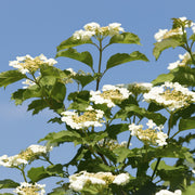 Viburnum opulus 'Compactum'