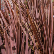 Cordyline 'Red Star'