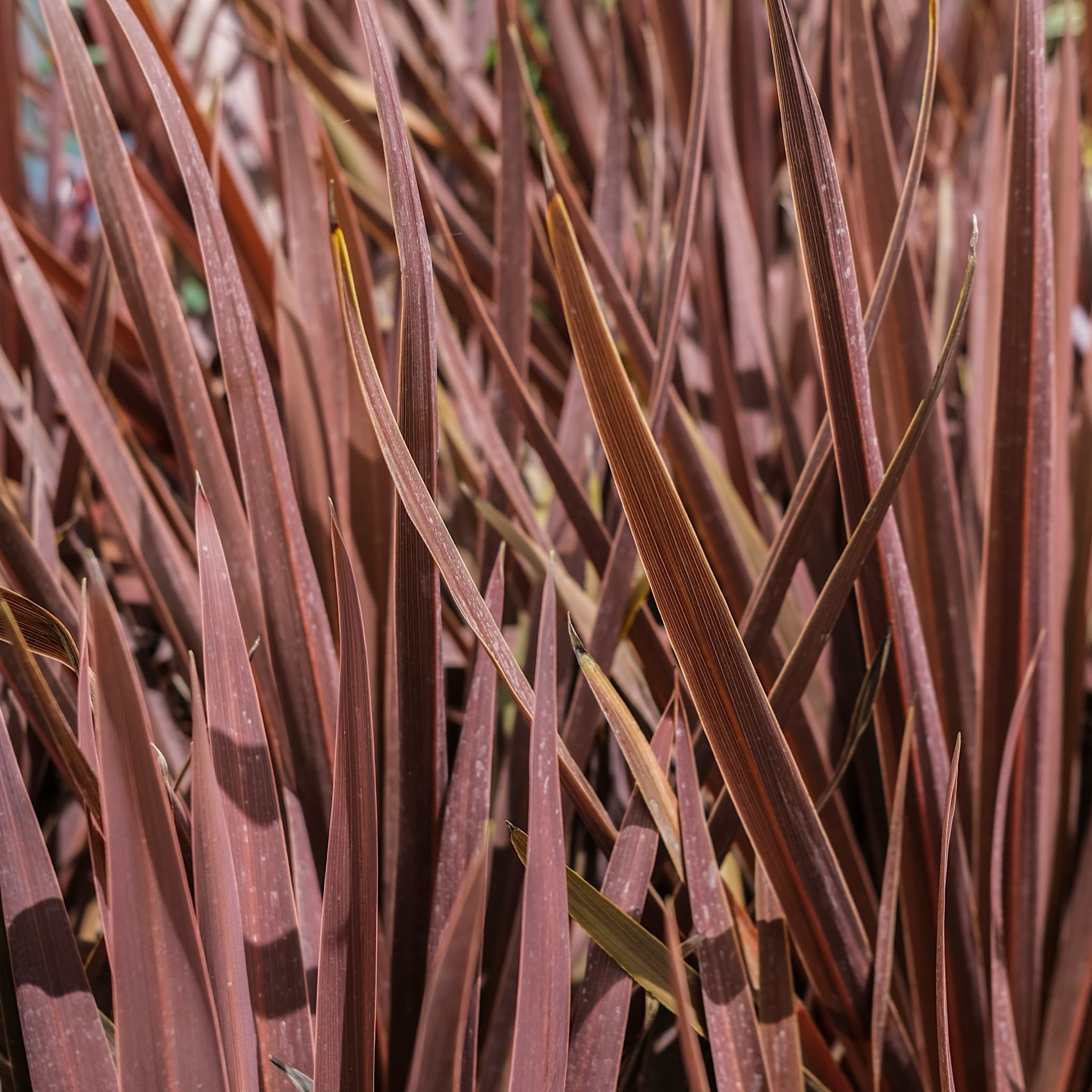 Cordyline 'Red Star'