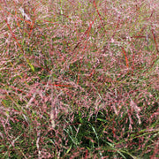 Panicum virg. 'Squaw'