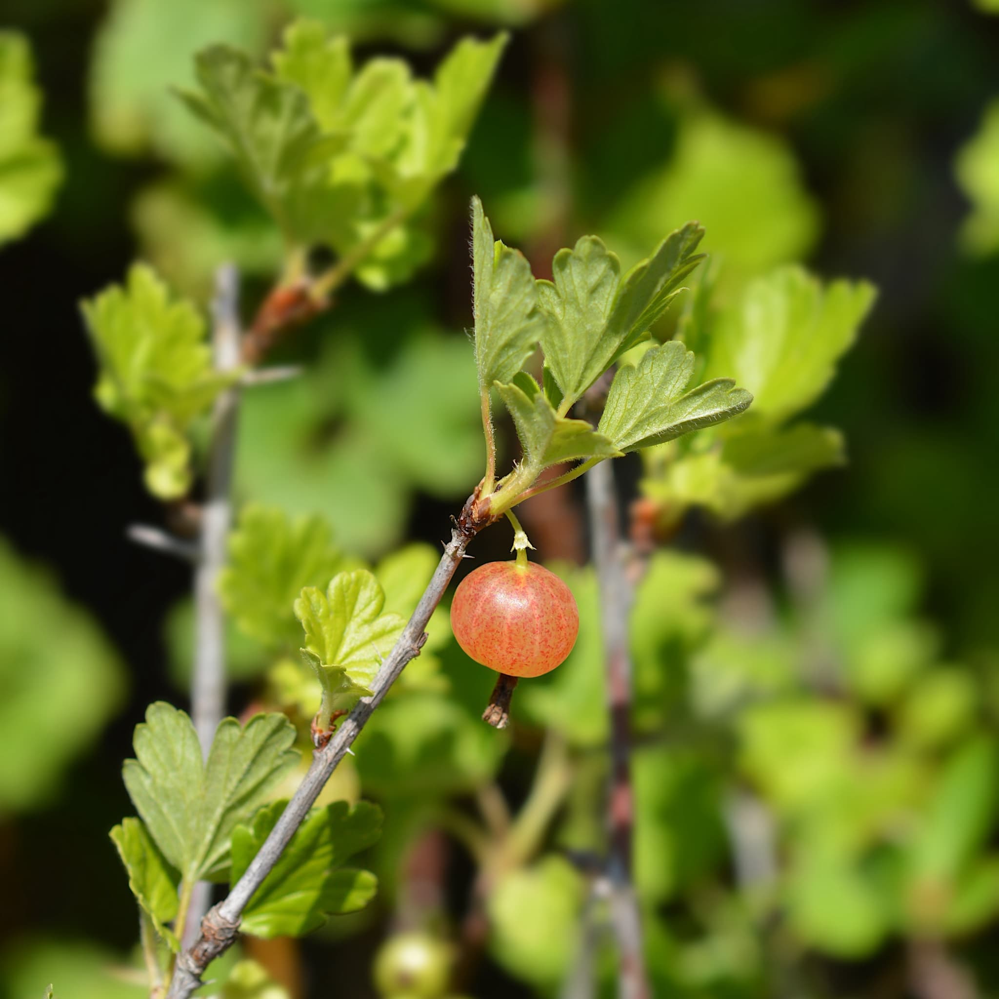 Ribes uva-crispa 'Hinnonmaki Red'