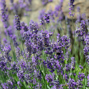 Lavandula 'Munstead'