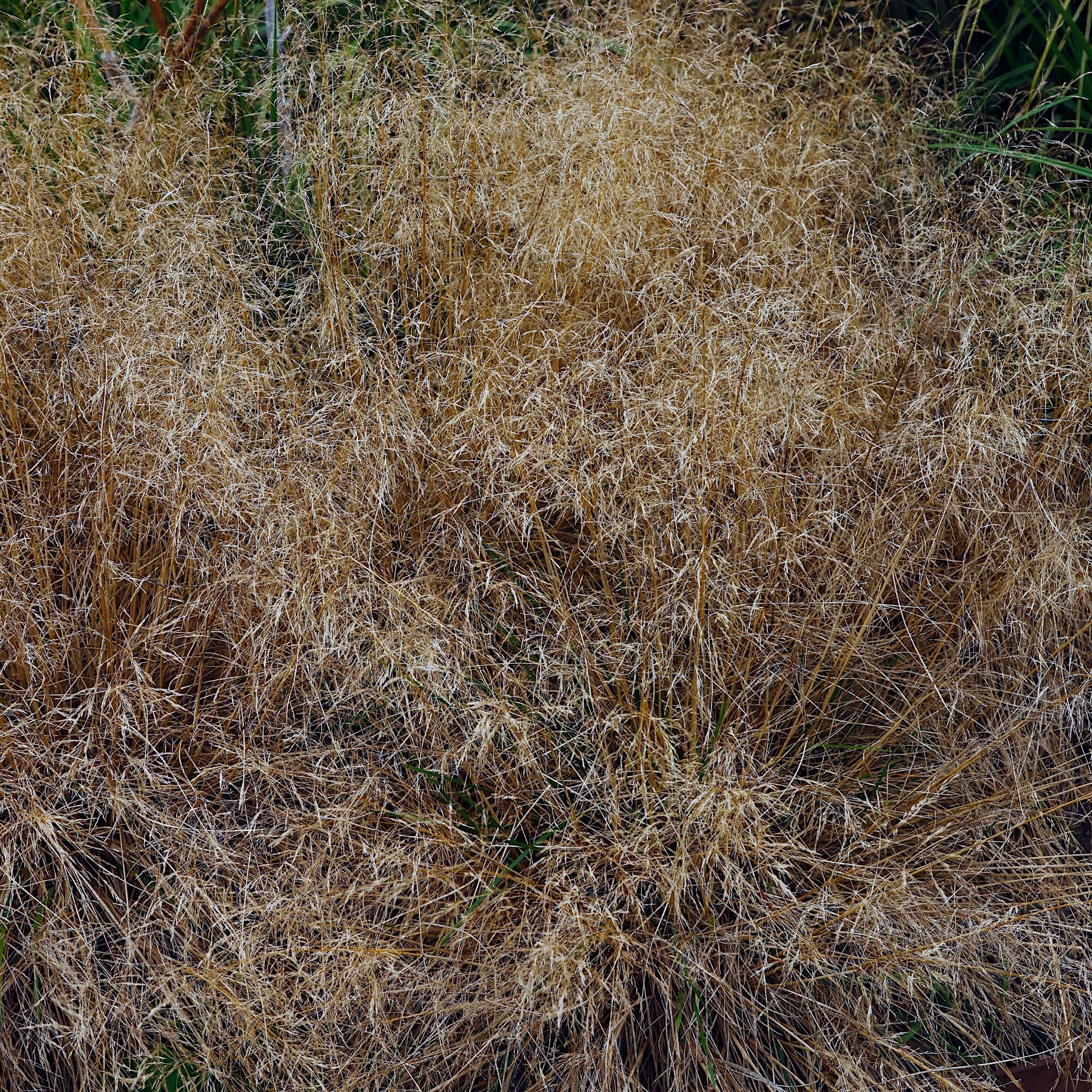 Deschampsia cesp. 'Goldtau'