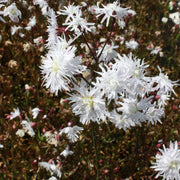 Lychnis 'Petite Henri'
