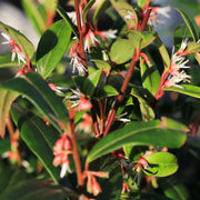 Sarcococca 'Winter Gem'