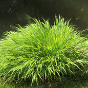 Hakonechloa macra