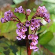 Bergenia cordifolia 'Purpurea'
