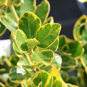 Euonymus jap. 'Marieke'