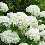 Hydrangea arbor. 'Strong Annabelle'