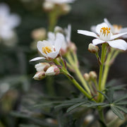 Choisya ternata 'White Dazzler'